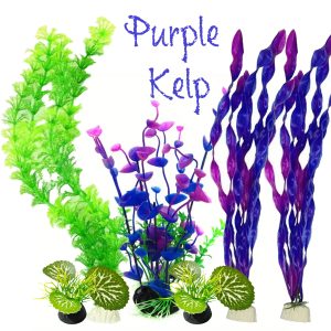 Purple Kelp