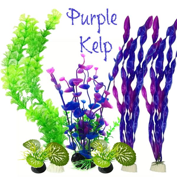 Purple Kelp