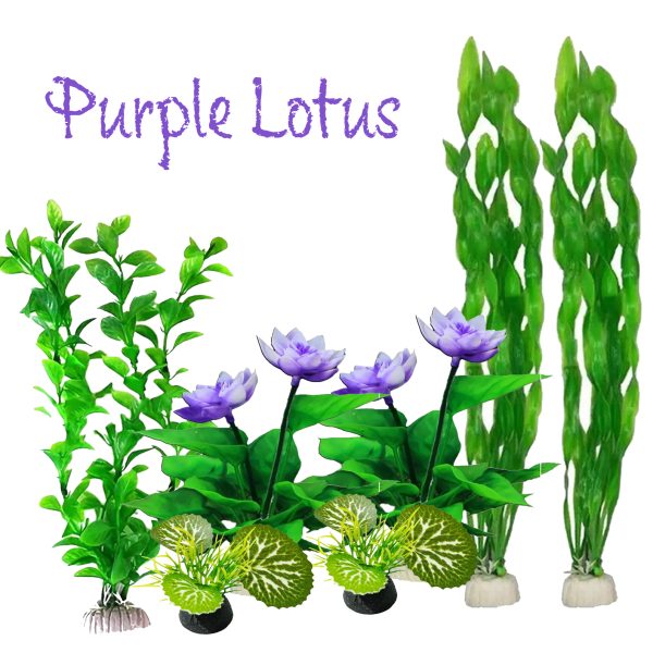 Purple lotus Pack