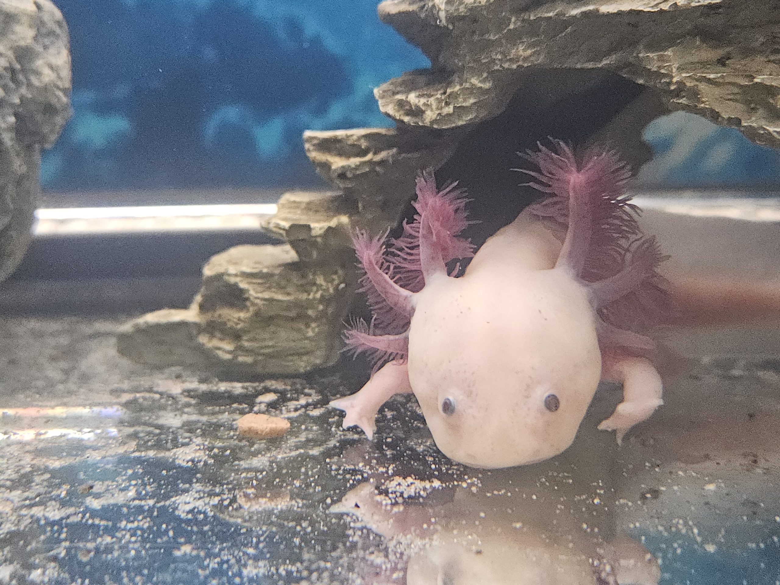 The Anatomy of an Axolotl