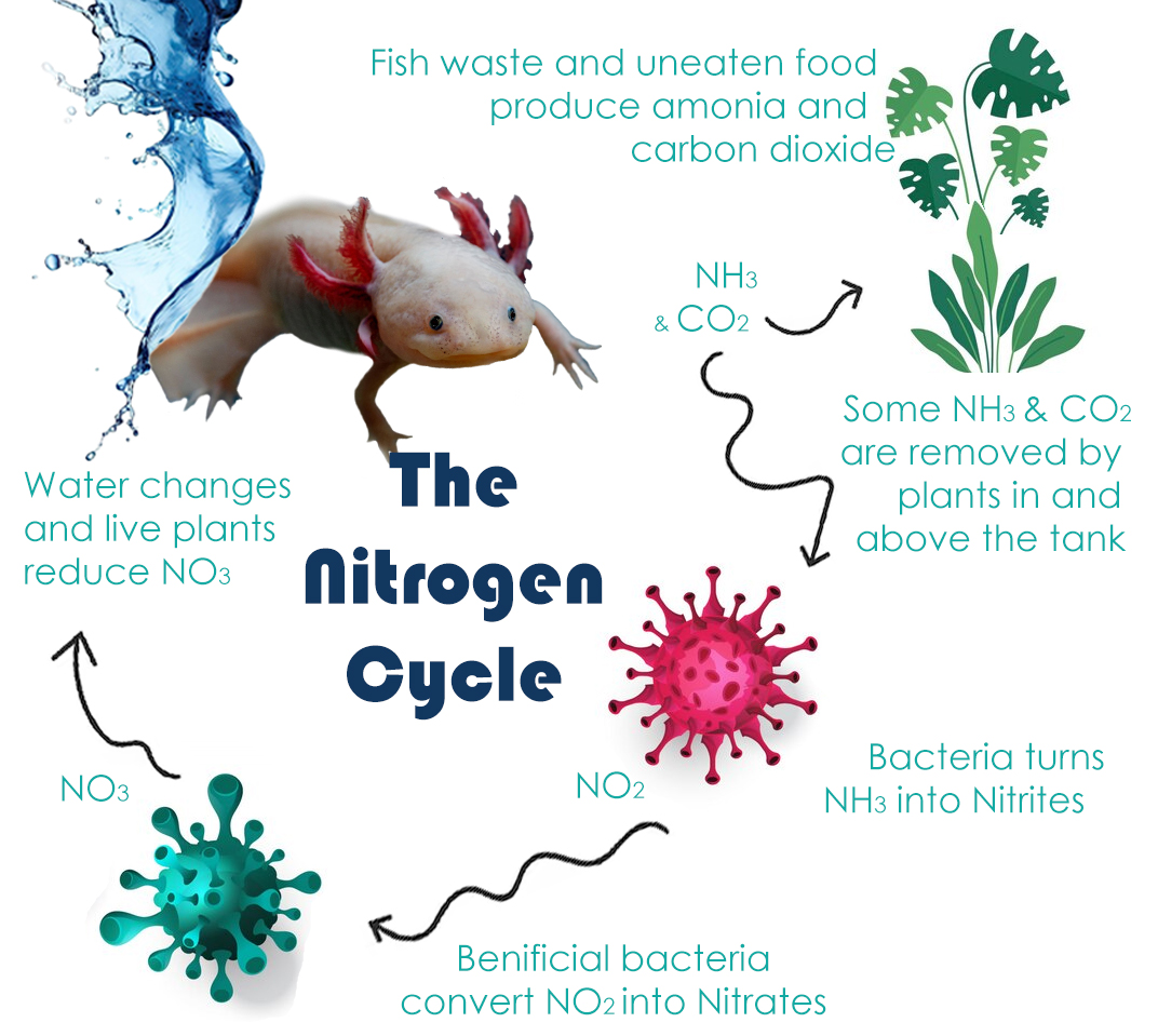 Cycling an aquarium tank, specifically for an axolotl
